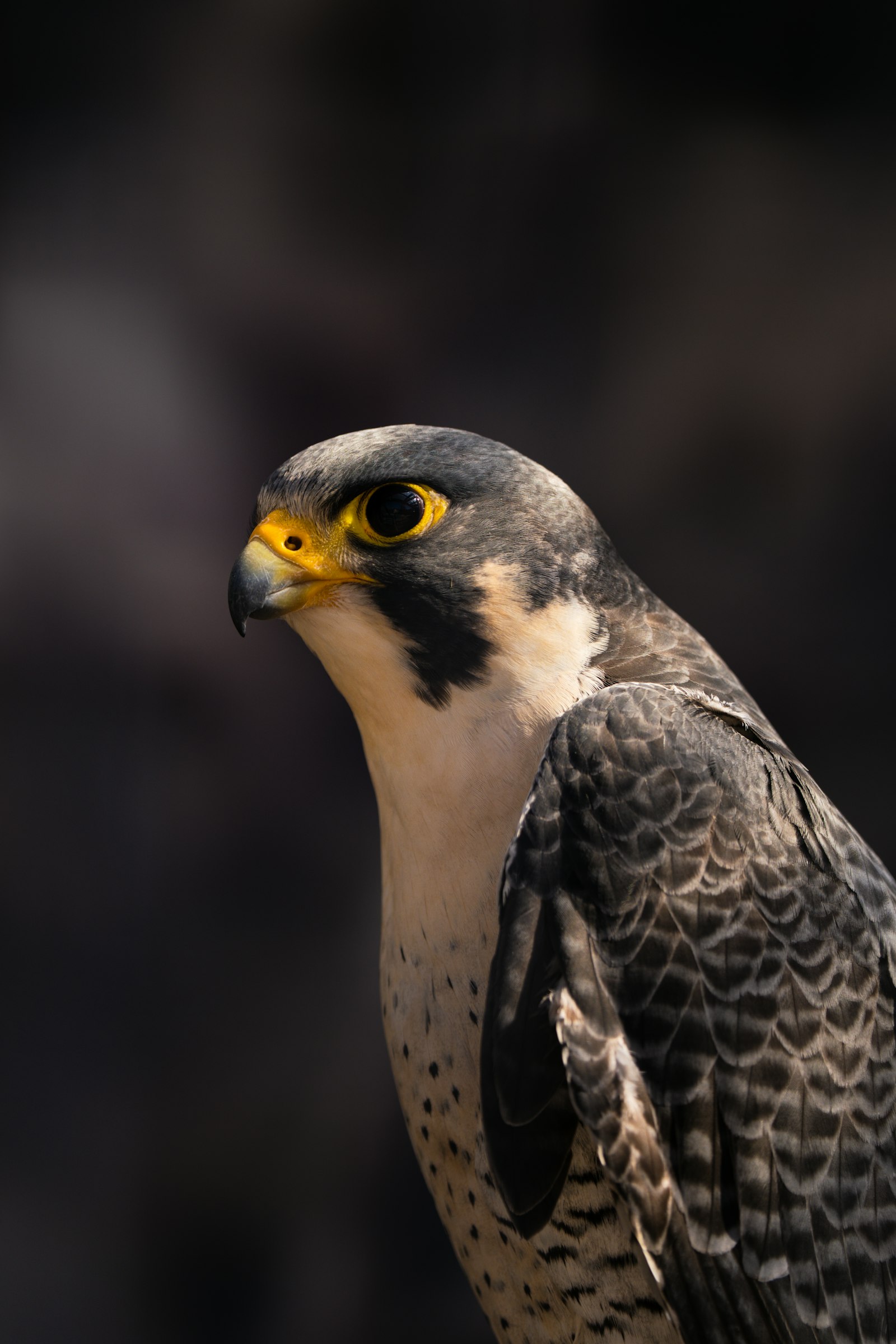 Un rapace de profil sur fond noir, le regard fixe